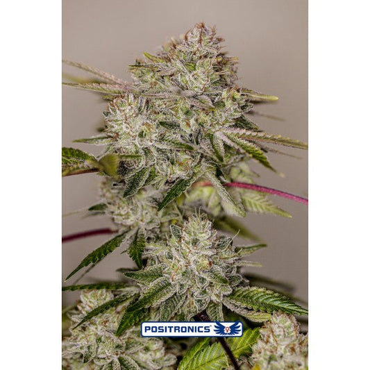 Sticky Dream