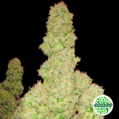 Auto White Rusian